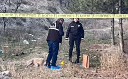 Ankara’ da köpekleri silahla vurarak öldürdüler