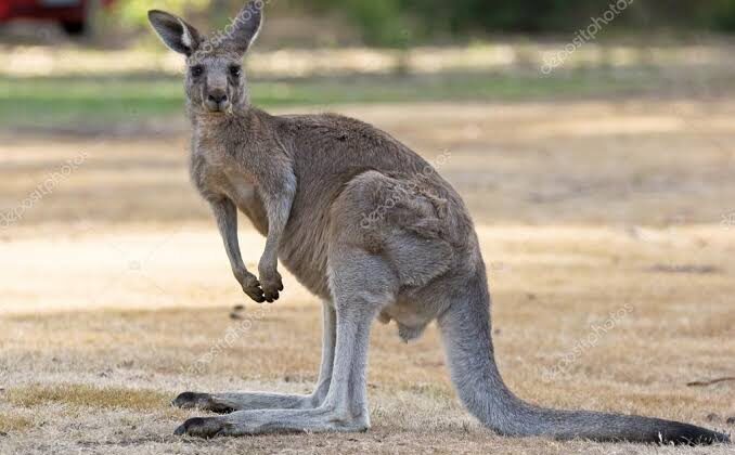 Avustralya’ da kanguru katliamına izin