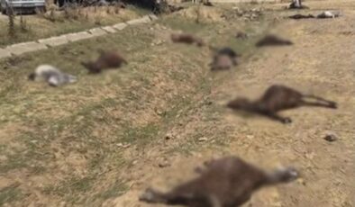 Suya zirai ilaç karıştı: 77 küçükbaş hayvan telef oldu