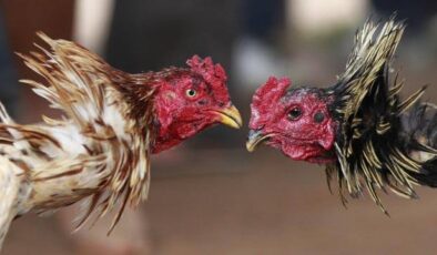 Hayvanları Koruma Derneği’nde horoz dövüştürdüler