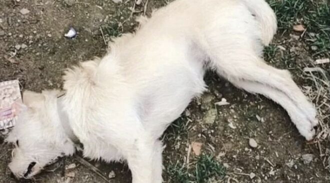 14 köpek zehirlenerek öldürüldü