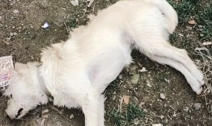 14 köpek zehirlenerek öldürüldü