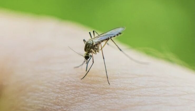 Sivrisinek ısırmalarına karşı doğal yöntemler