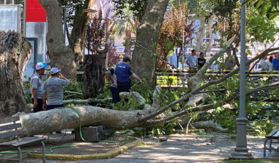 Cadde de üzerine ağaç düşen genç kız hayatını kaybetti!